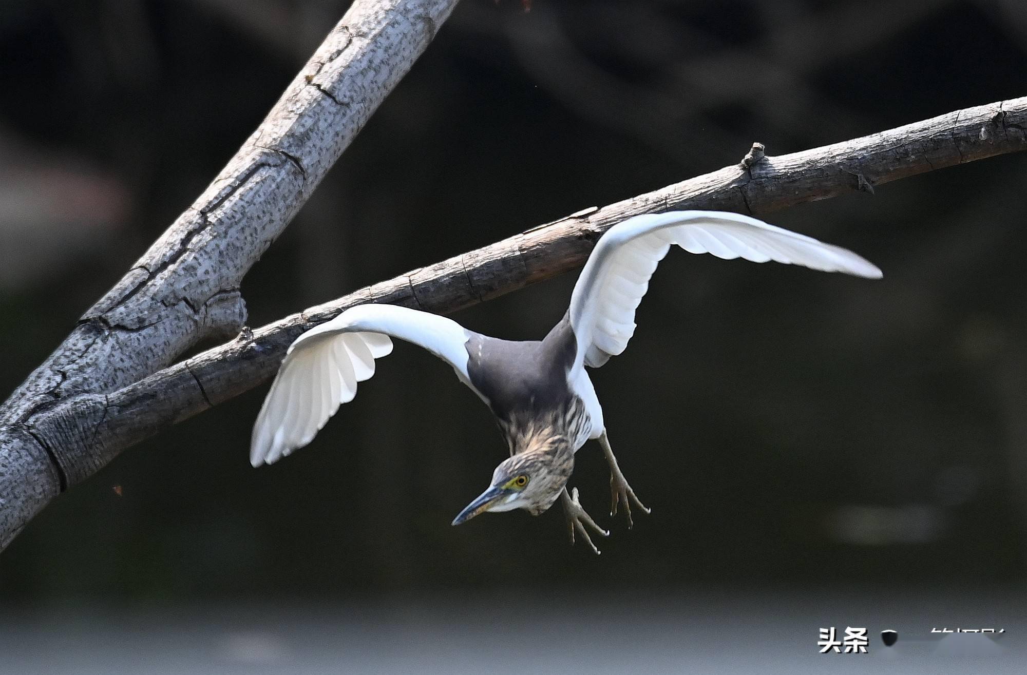 池鹭,飞落池边散个步