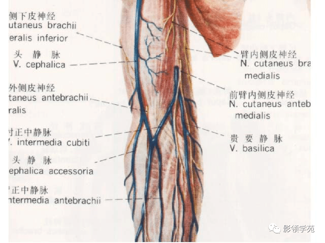 图1-3-38 肘窝-新编人体解剖学-医学