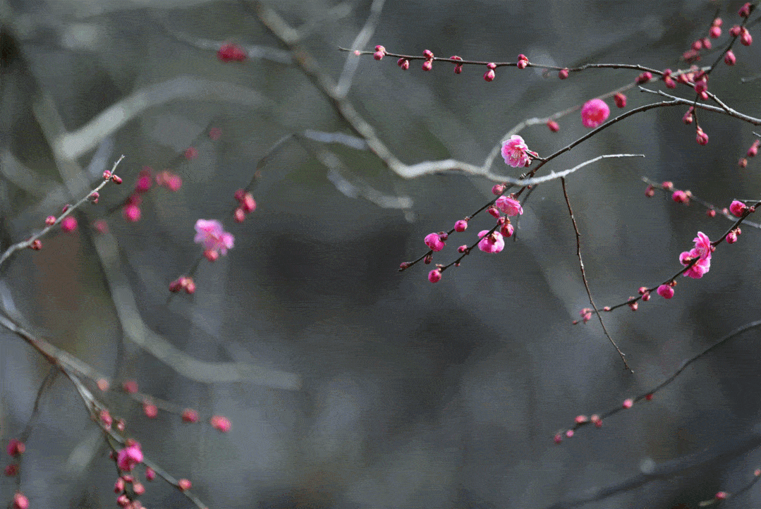 1079_722gif 动态图 动图