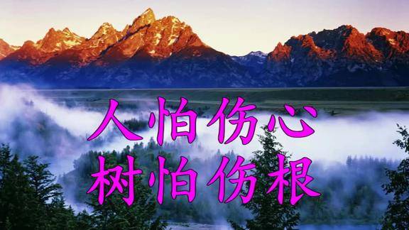 人怕伤心树怕伤根