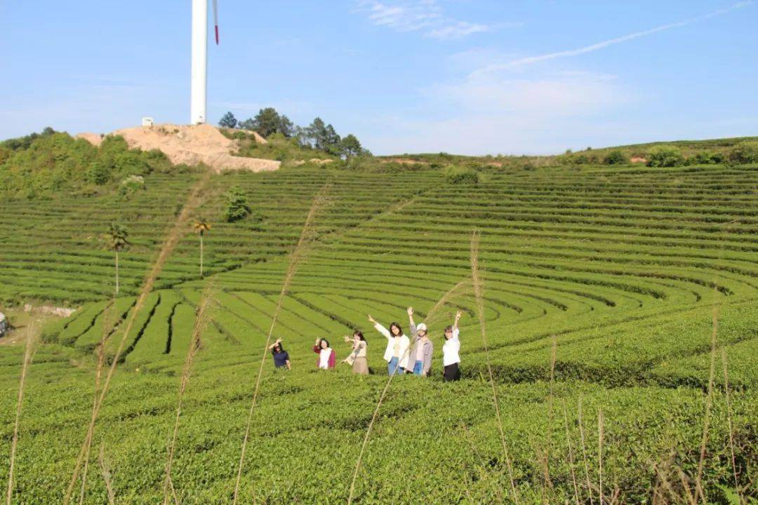 向阳风物系列向阳乡醉美茶园你来了吗这里风景如画美不胜收