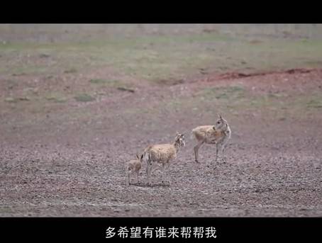 可可西里300多只藏羚羊重回自然 听听一个小藏羚羊的心声