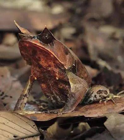 全球十大最怪异的动物科学都解释不了