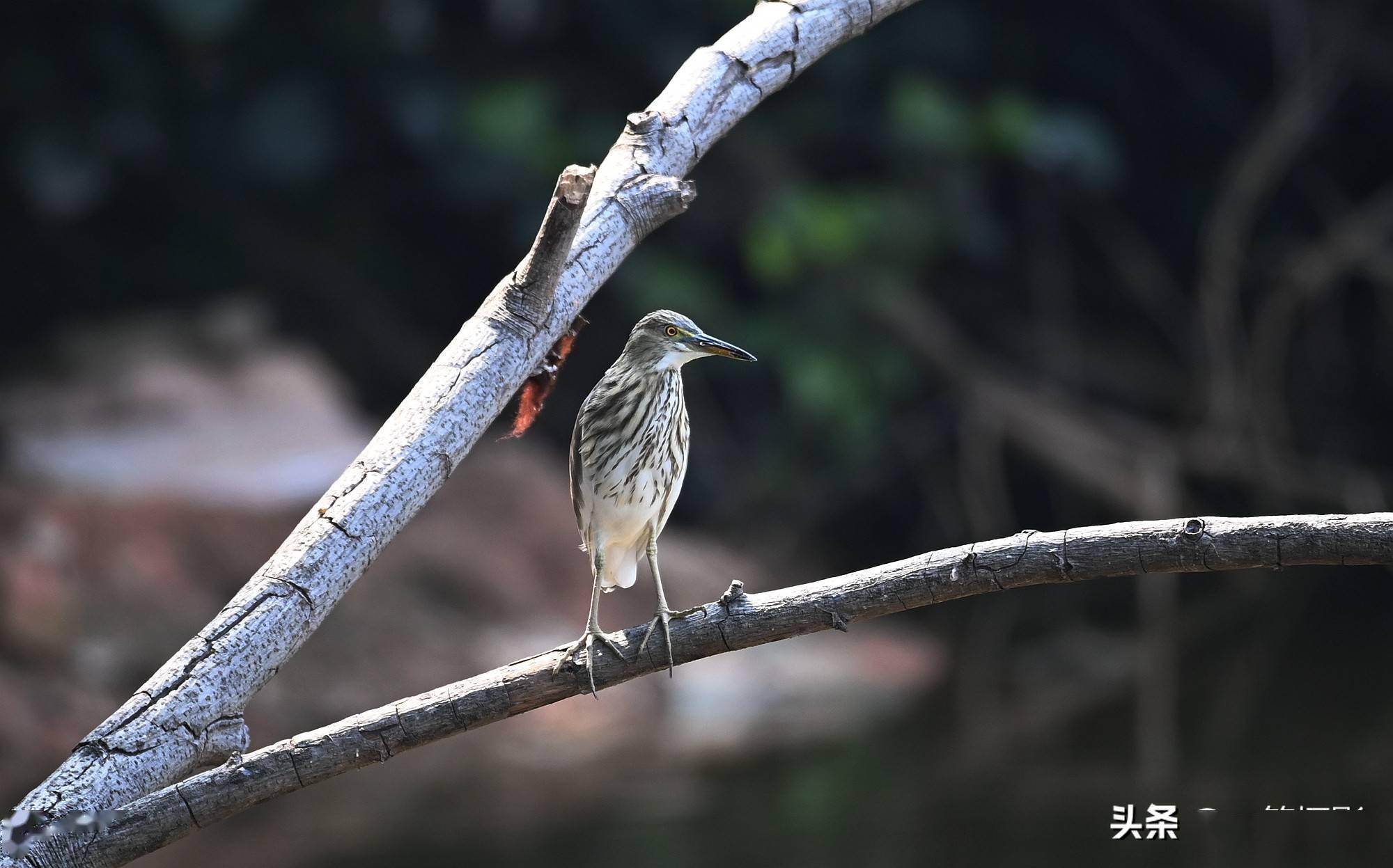 池鹭,飞落池边散个步