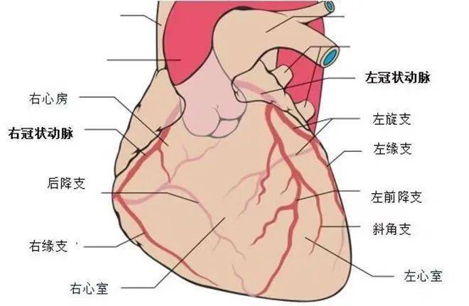 冠状动脉循环示意图图片