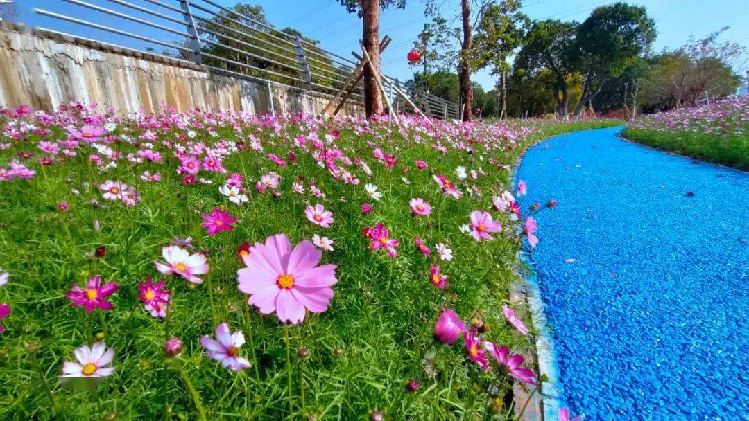 开平城区大片粉色花海刷爆朋友圈春节这些打卡点藏不住