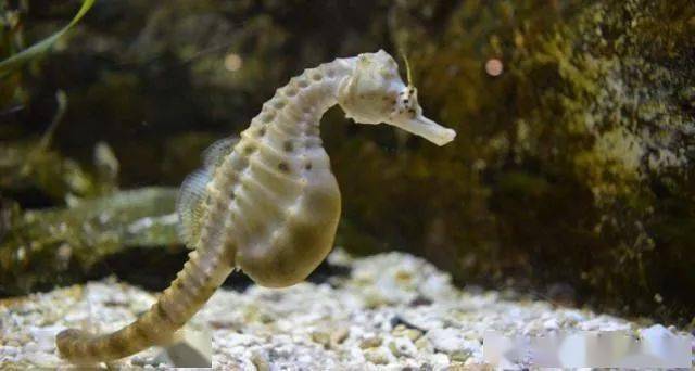 怀孕的雄性海马