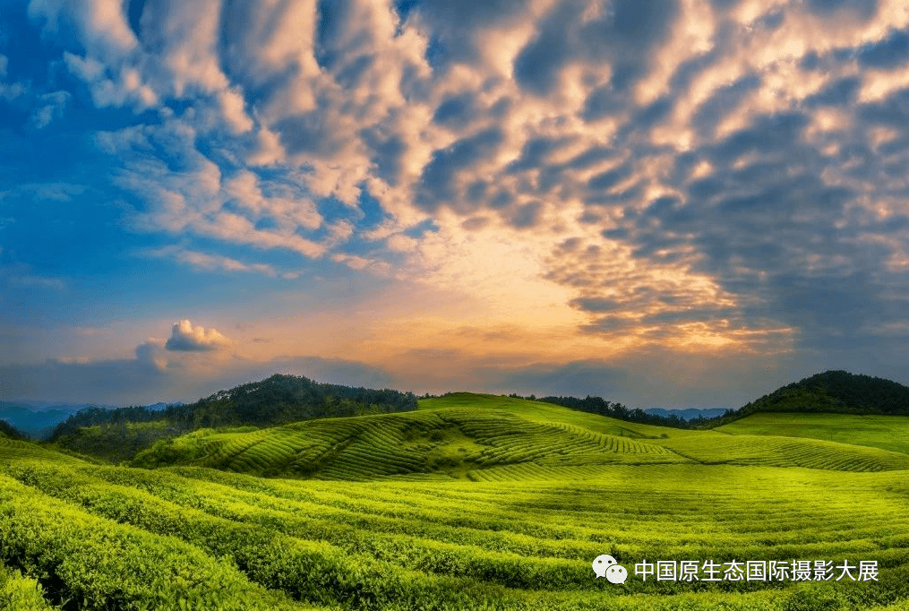 [遇见·贵州茶山] | 铜仁不止有梵净山,还有茶~_石阡