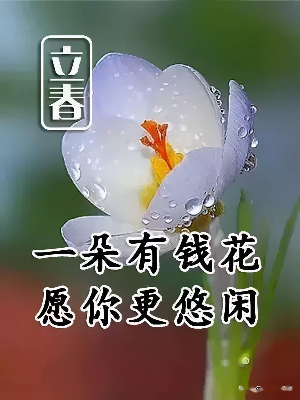 明日立春最早的问候送给我最珍惜的朋友