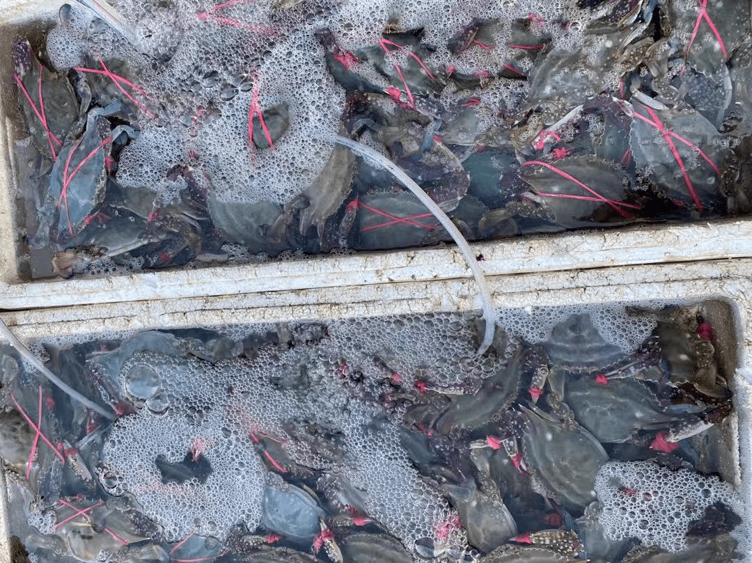 现场实拍蓬莱市场海鲜价格都给你问好了