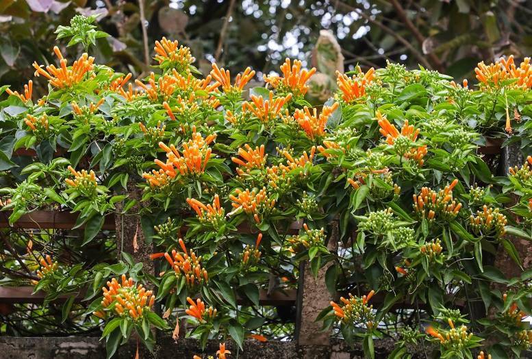 “听”见花开！炮仗花繁花似锦迎新春