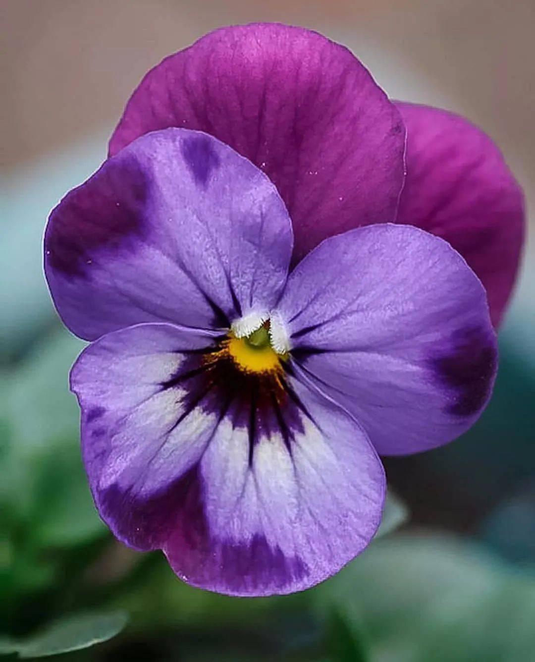8862紫色的花虽然比不上红花更鲜艳比不上黄花更鲜亮但紫得神秘紫 