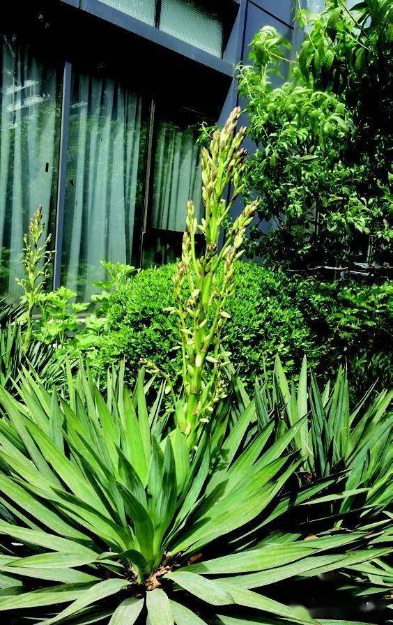 北京的冬天也可以有更多的绿色——《北京常绿阔叶植物》正式出版了!