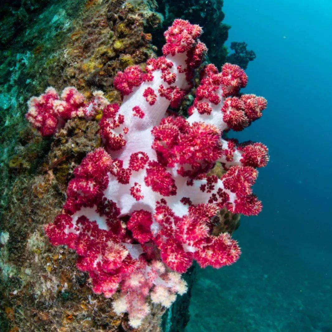 珊瑚礁以及奇妙的的海洋生物湛蓝神秘的海底世界待你带着小宝贝亲自去
