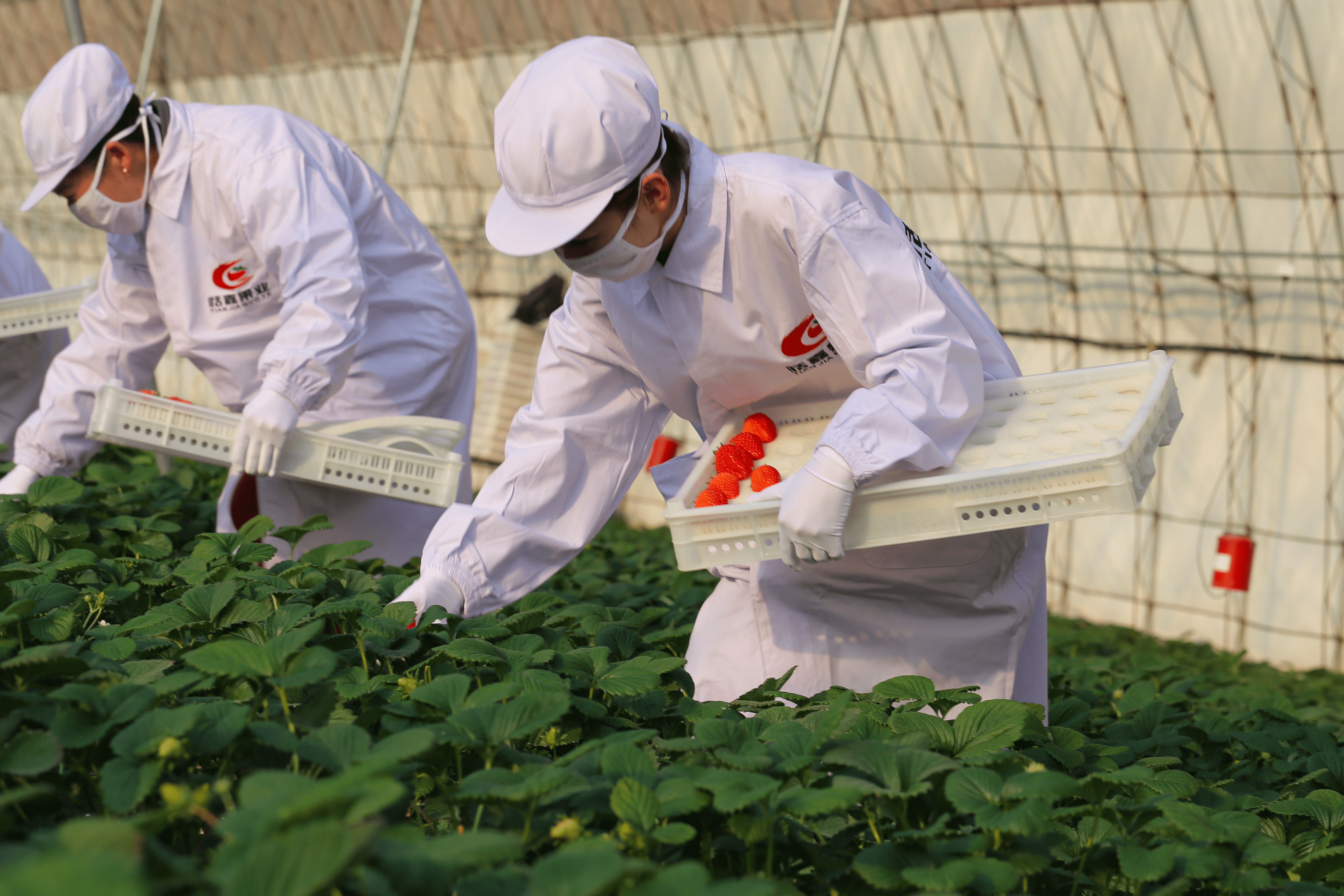 从最先一公里解决农产品品控难题阿里帮助丹东草莓农户增收