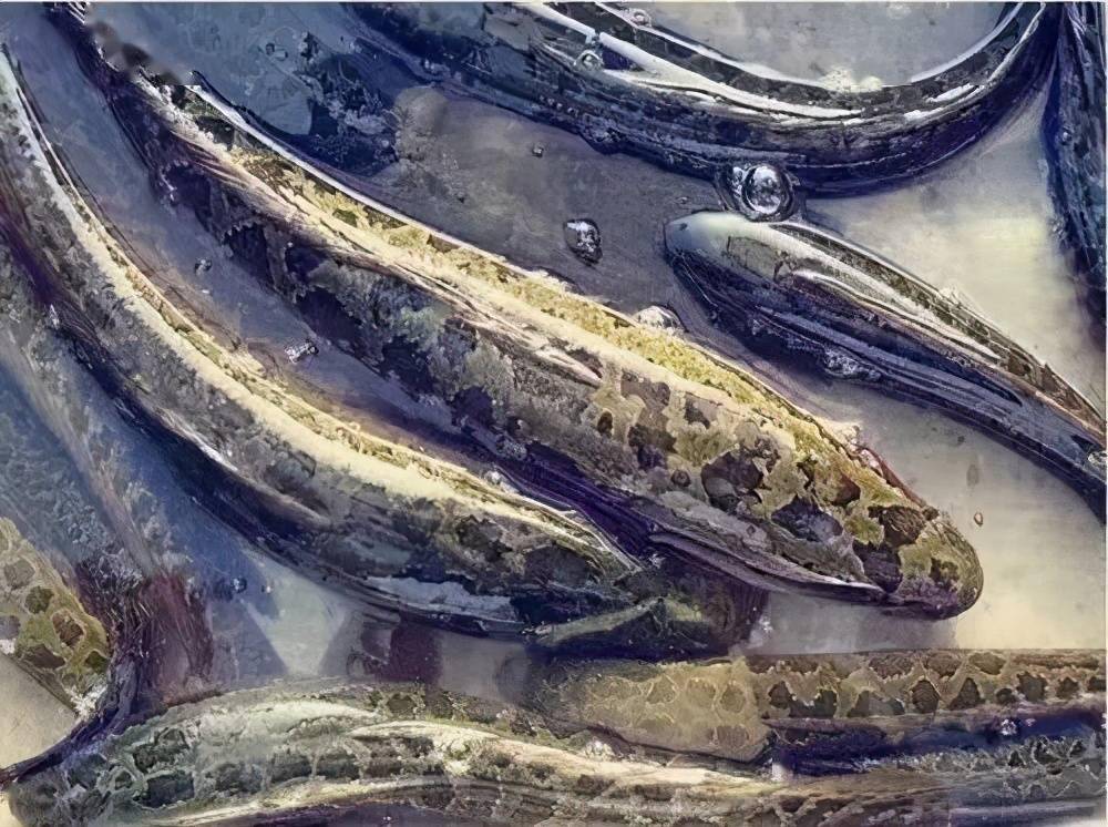 广东湛江杂交鳢高位地膜池精养技术