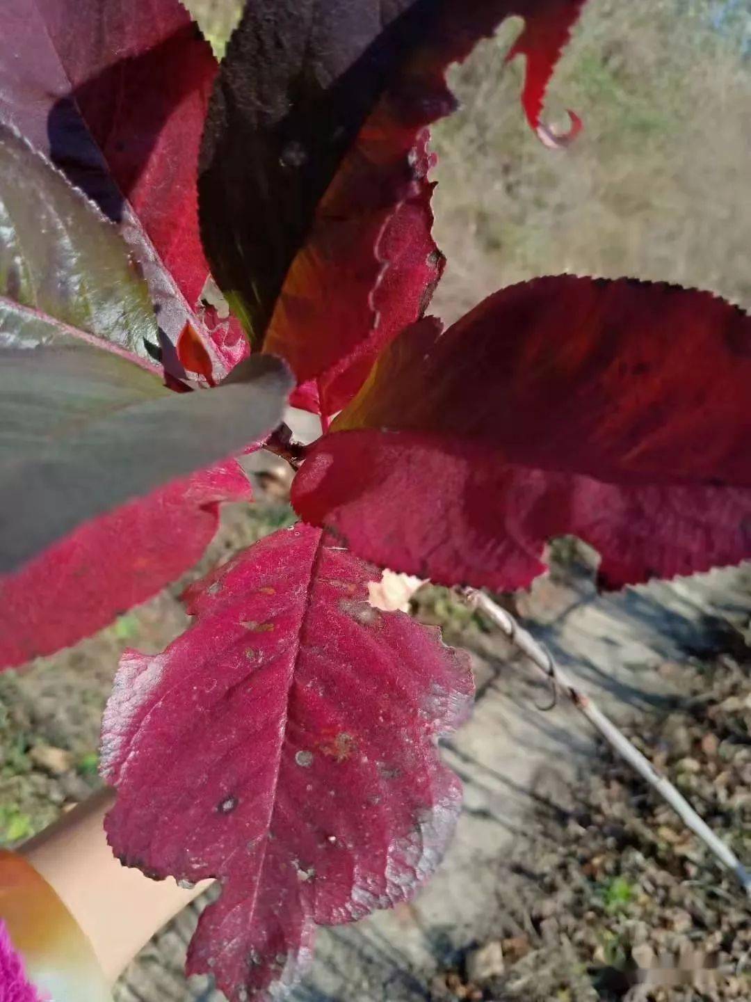 黑果花楸骗老人图片