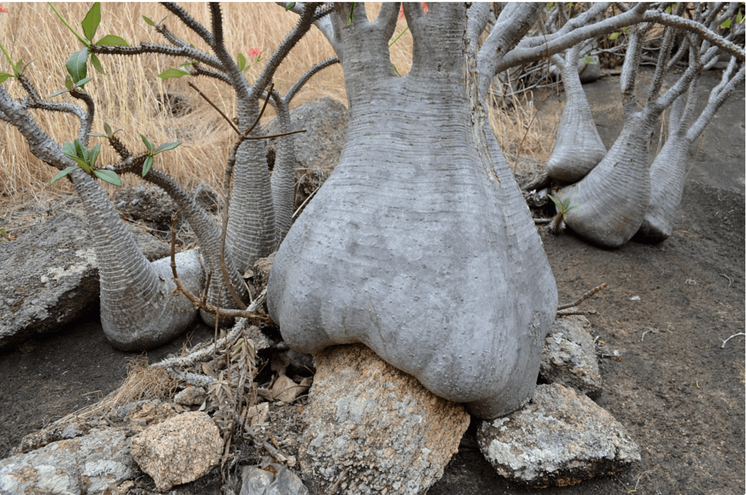 物种日历棒槌树属pachypodiumbaronii巴氏棒槌树
