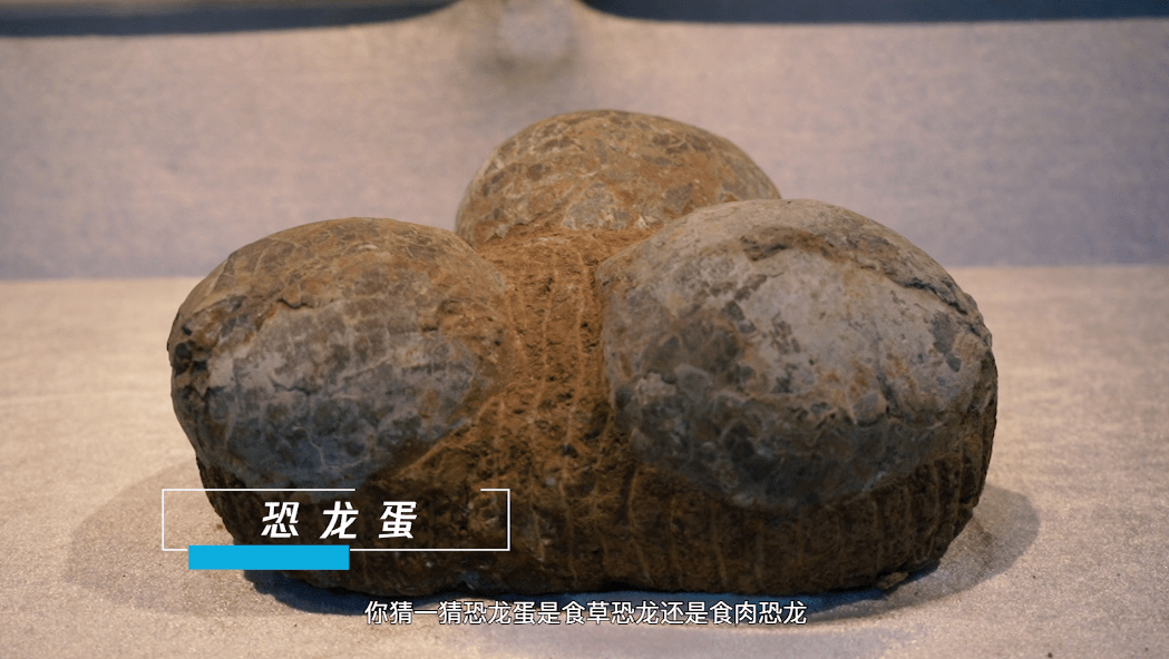 科技~探秘地球历史与生命演化 岩矿鉴定 环保能源(可提供证明)_化石