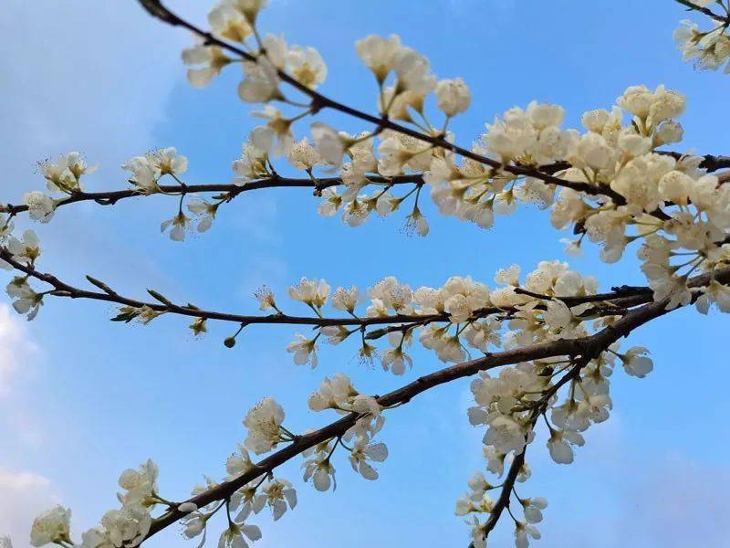 美啊连州九陂这一片三华李果树全开花了星星点点洁白朵朵