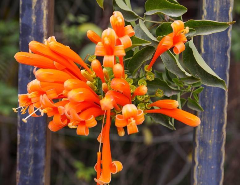 听见花开炮仗花繁花似锦迎新春