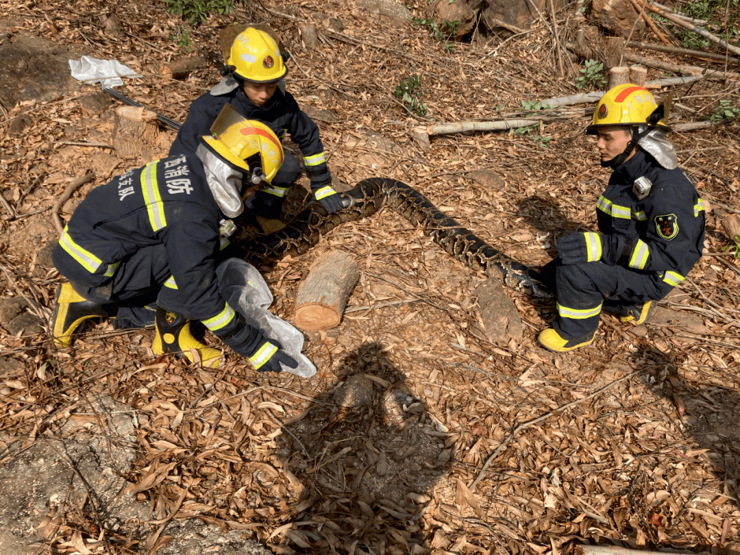 昨晚做梦梦到蟒蛇，我站在下面，蛇从好像是山坡一样的高处向我冲下