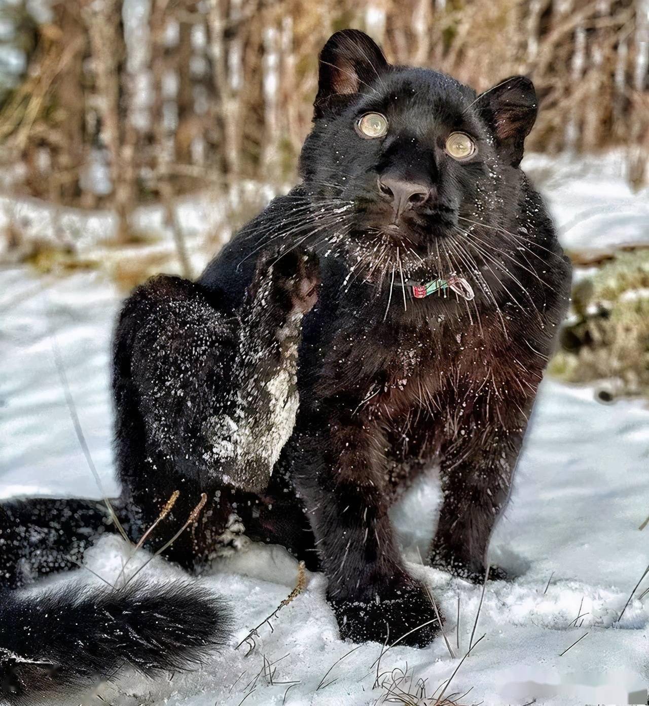 被狗子带大的小黑豹猛兽变憨兽这画风跑得也太偏了吧