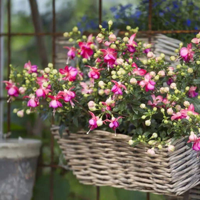 倒挂金钟早春有"5怕",避开了才能花繁叶茂,长势旺