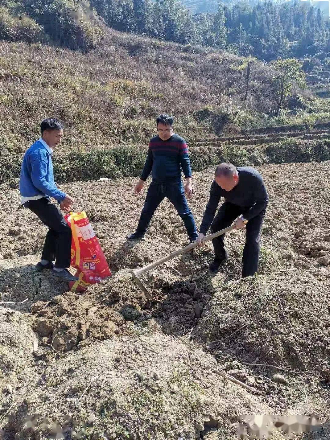 云南马关挖出大蛇图片（云南挖出大蛇图片）