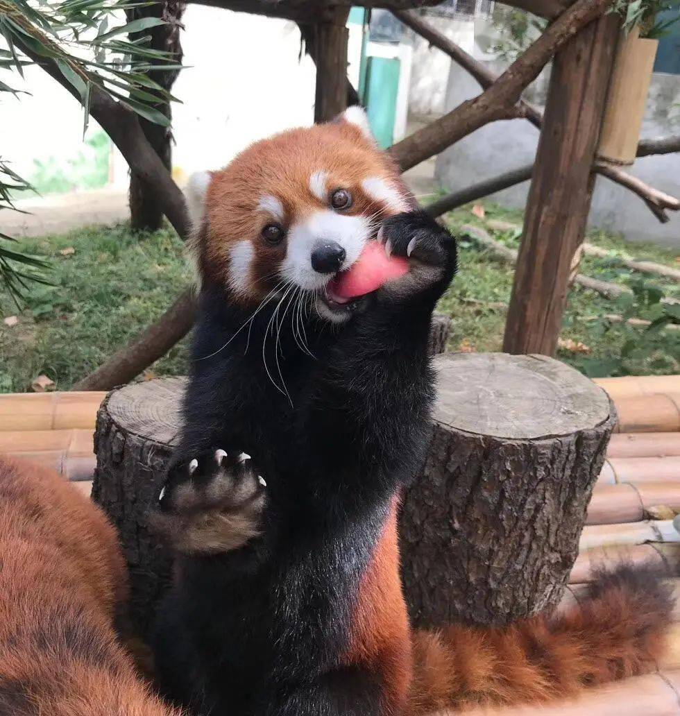 公益丨英迈爱心认养南京红山森林动物园小熊猫