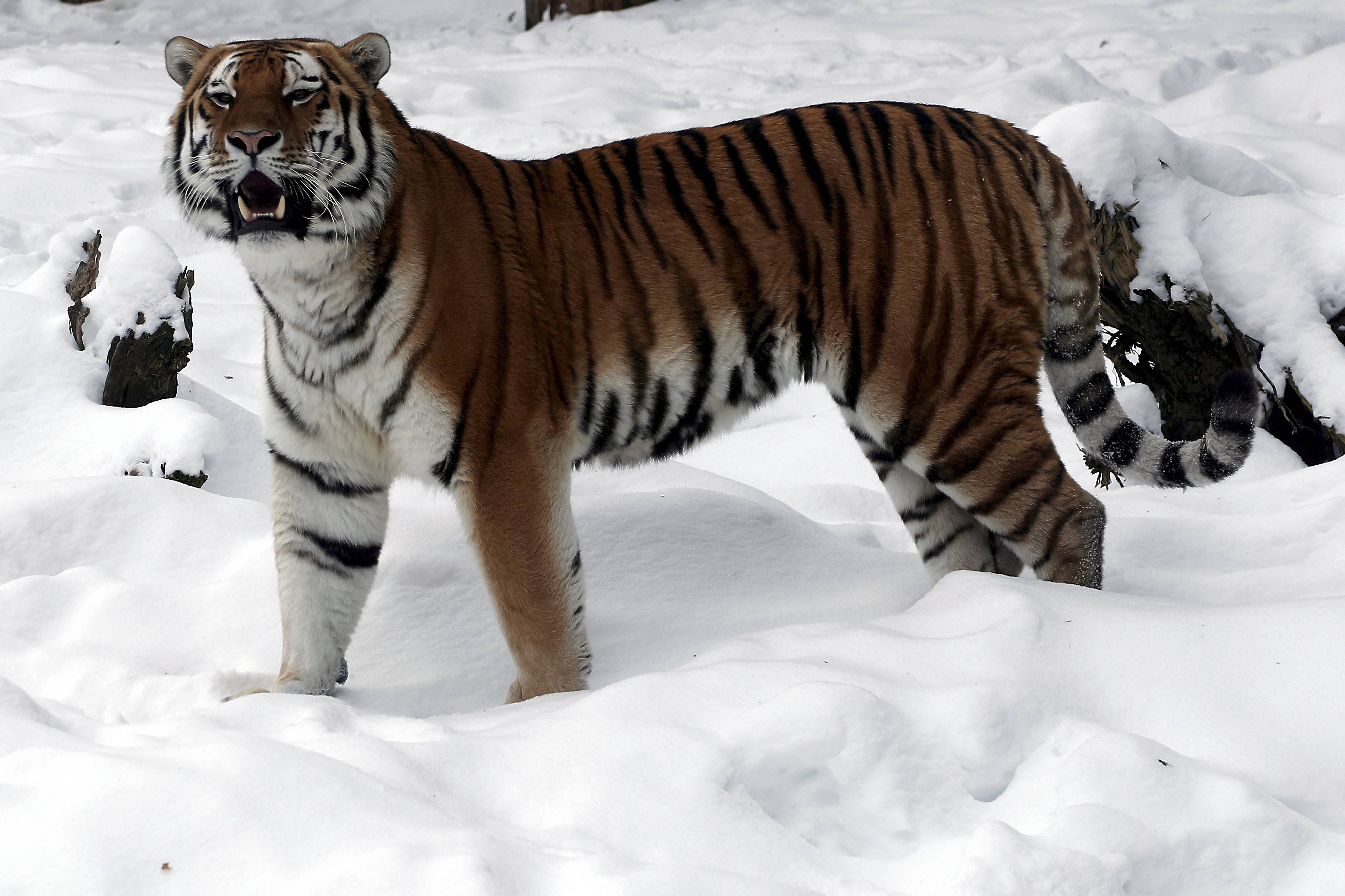 外代,2021年2月5日这是2月4日在拉脱维亚里加动物园拍摄的西伯利亚虎