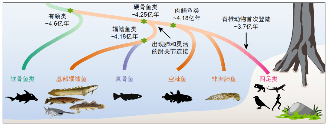 传说鱼分布图图片