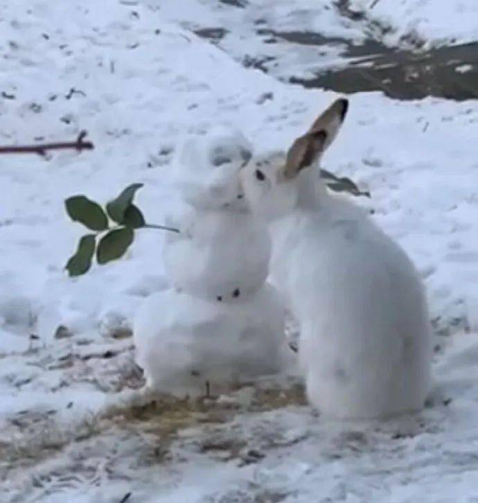 真的有小兔子把雪人的鼻子吃了！小兔子能有什麼壞心思呢？ 萌趣萌寵 第2张