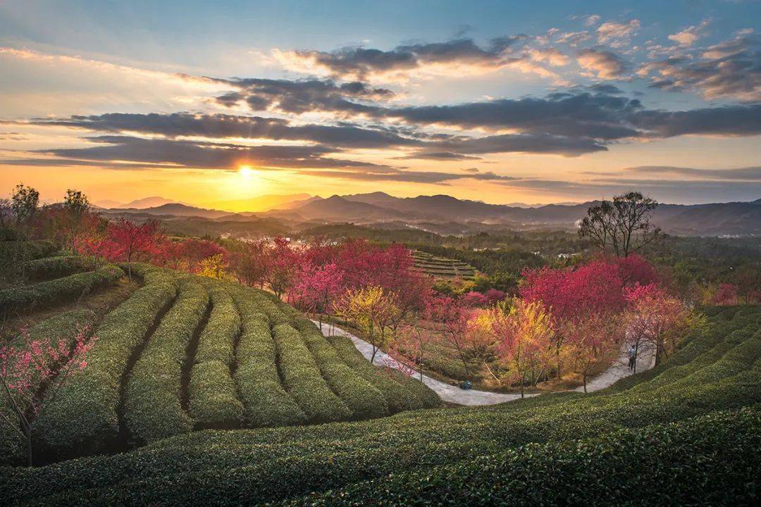 美景尽收眼底远瞭这片繁花若站立在山头广东省河源市和平县青州镇星和