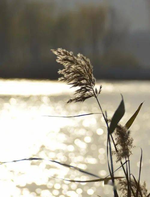 晚风继续地吹,冬天都到了,春天还会远吗?