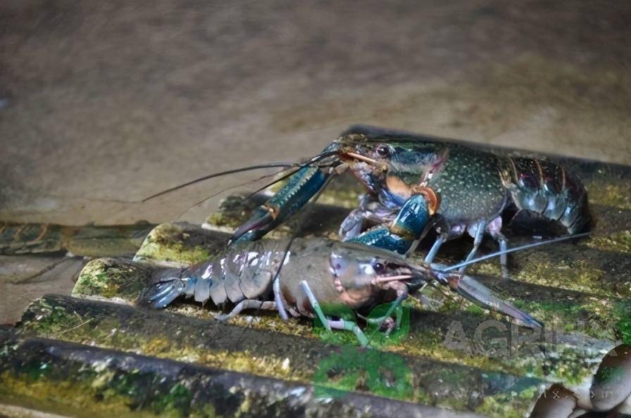 无锡市红螯螯虾与河蟹生态混养创高效_养殖