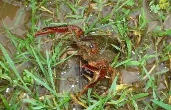 小龙虾吃不饱会自相残杀!投料多会引发病变!高温期到底怎么喂?