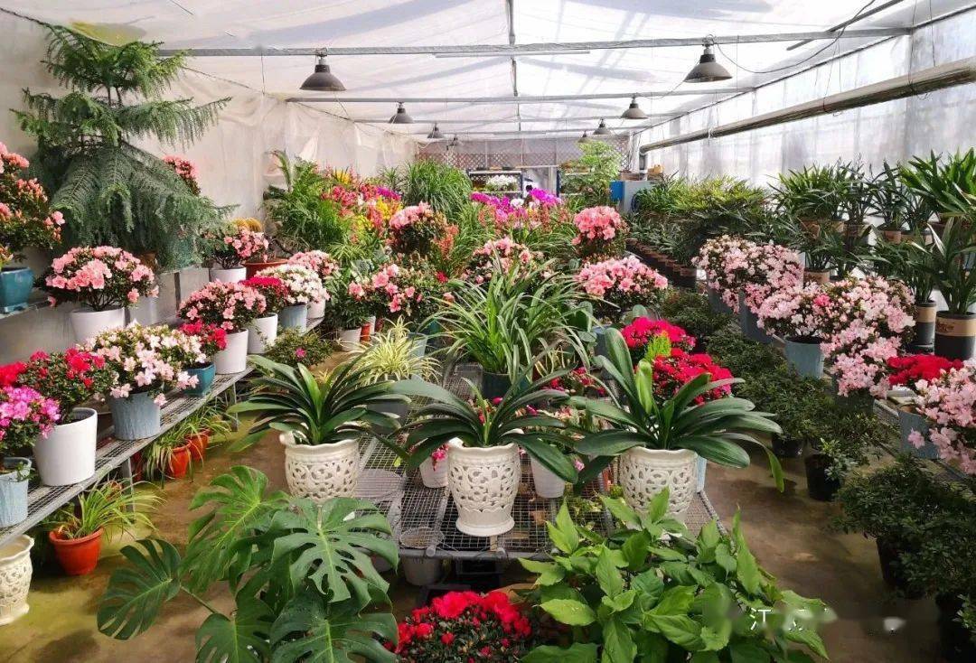 新年将至逛逛芳满庭花鸟市场选鲜花添春色添福气