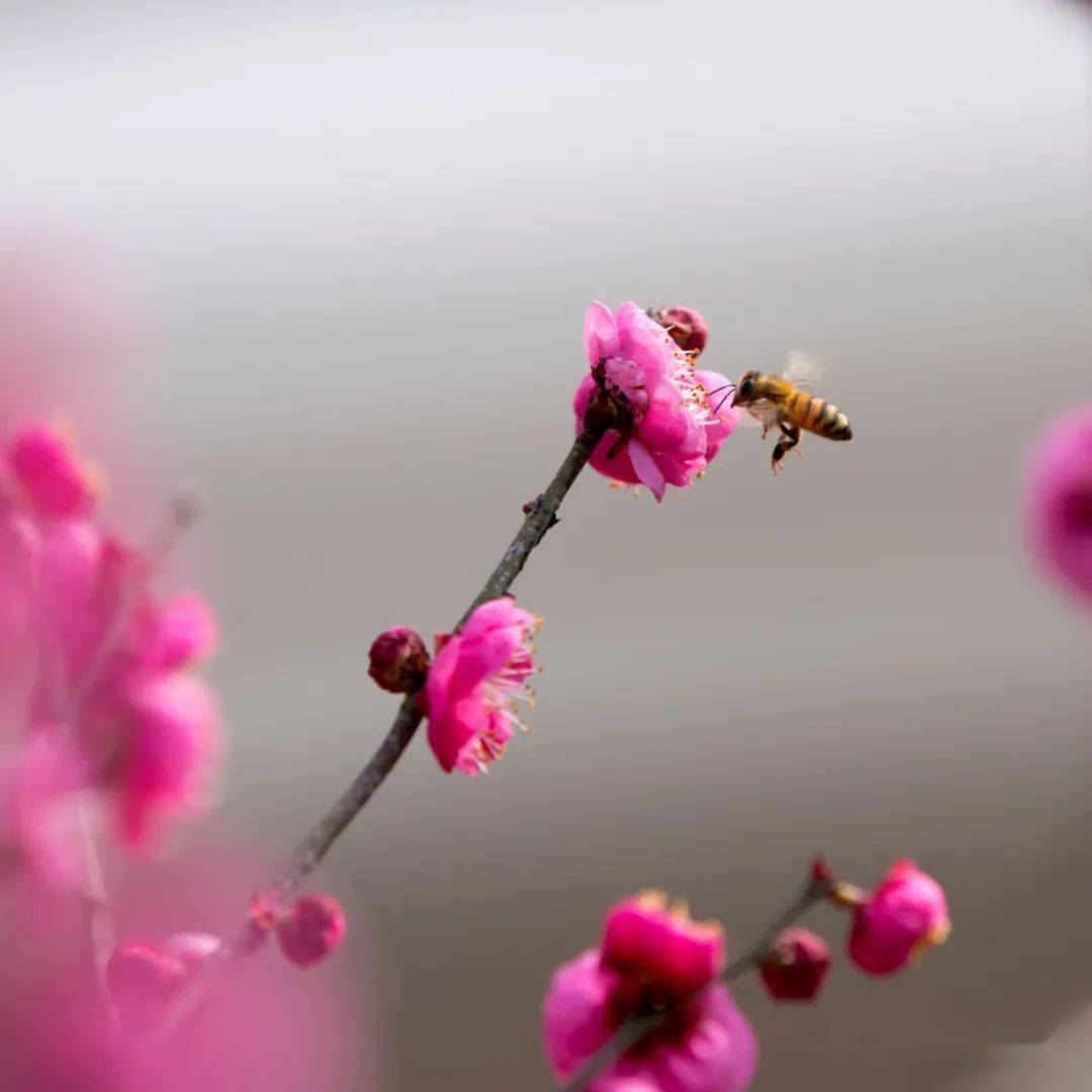 苍南金乡梅峰公园梅花盛开