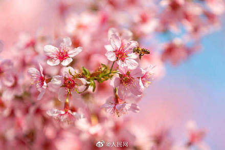 春已至！泉州千年古刹开元寺樱花盛开