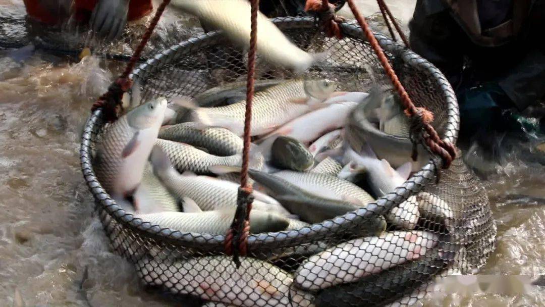 热闹定陶这个300亩鱼塘大丰收喽