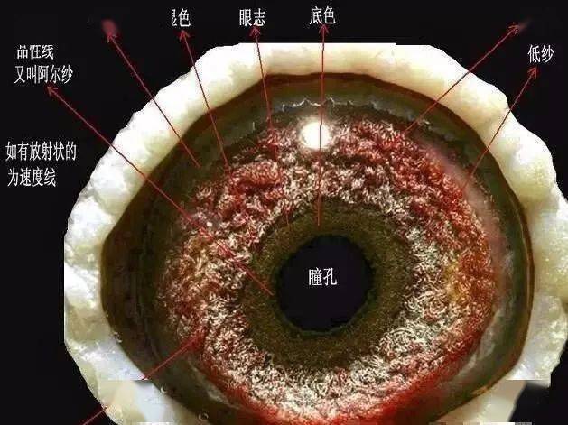 鸽子眼沙分类图片大全图片
