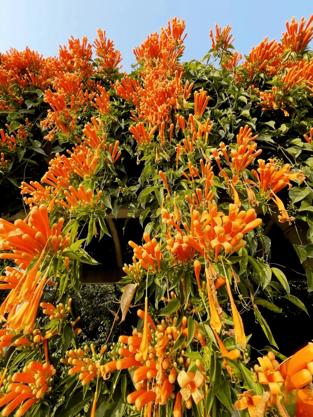 西樵山的茶花,鸡冠花,朱樱花,莲花,金苞花,皇帝菊等也在热情开放,抓紧