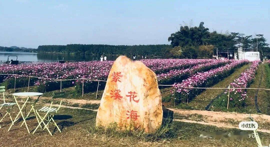 赏花正当时惠州这些花海美到逆天