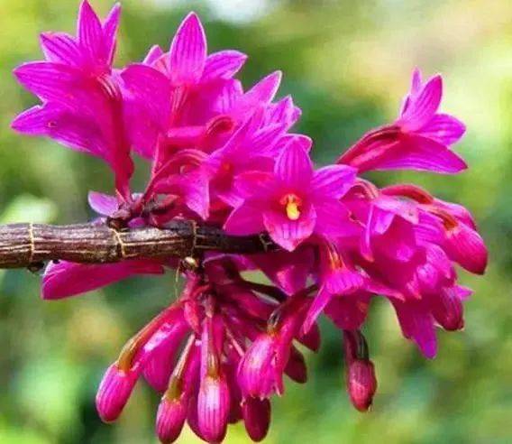 国画素材——红花石斛