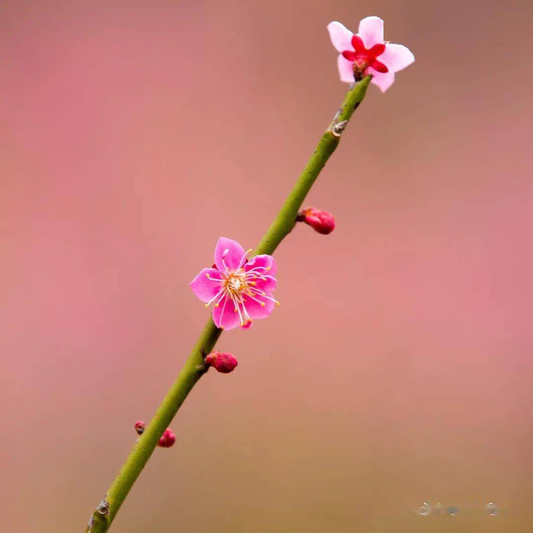 苍南金乡梅峰公园梅花盛开