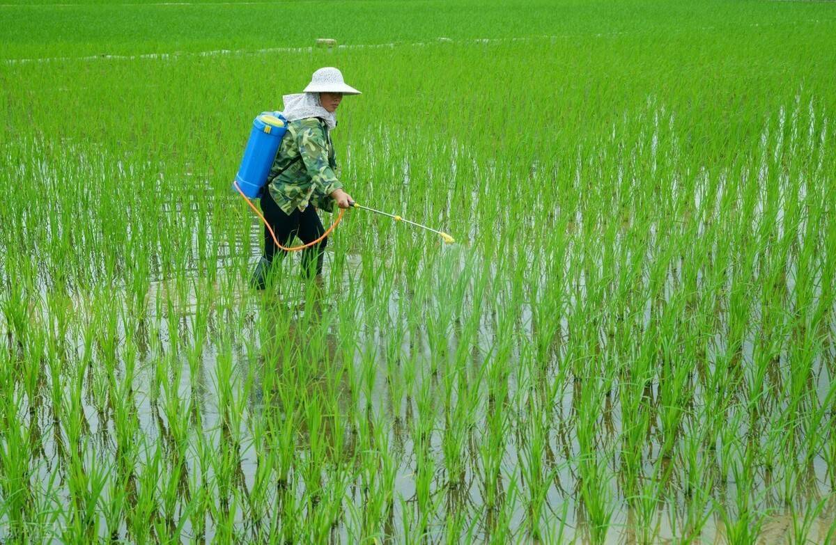 2021年水稻三虫两病将严重发生怎么防治提前看清