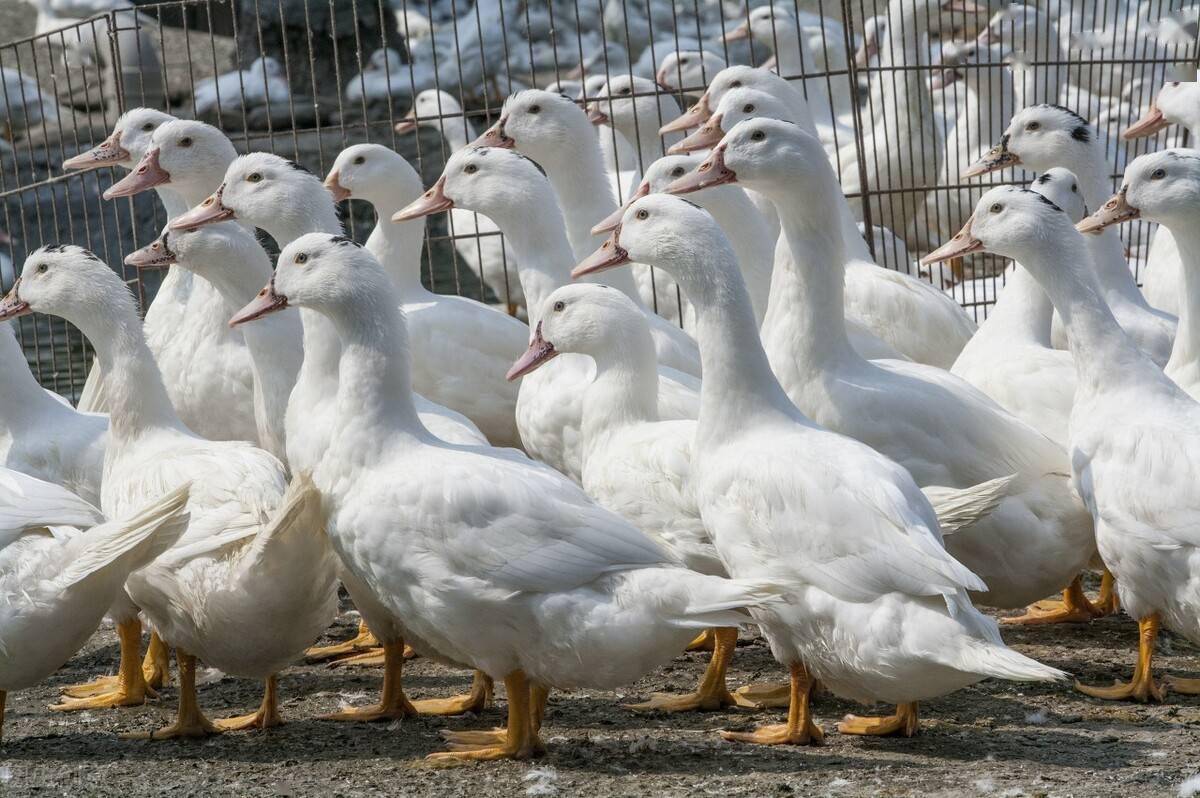 蛋鸭产蛋期如何喂养