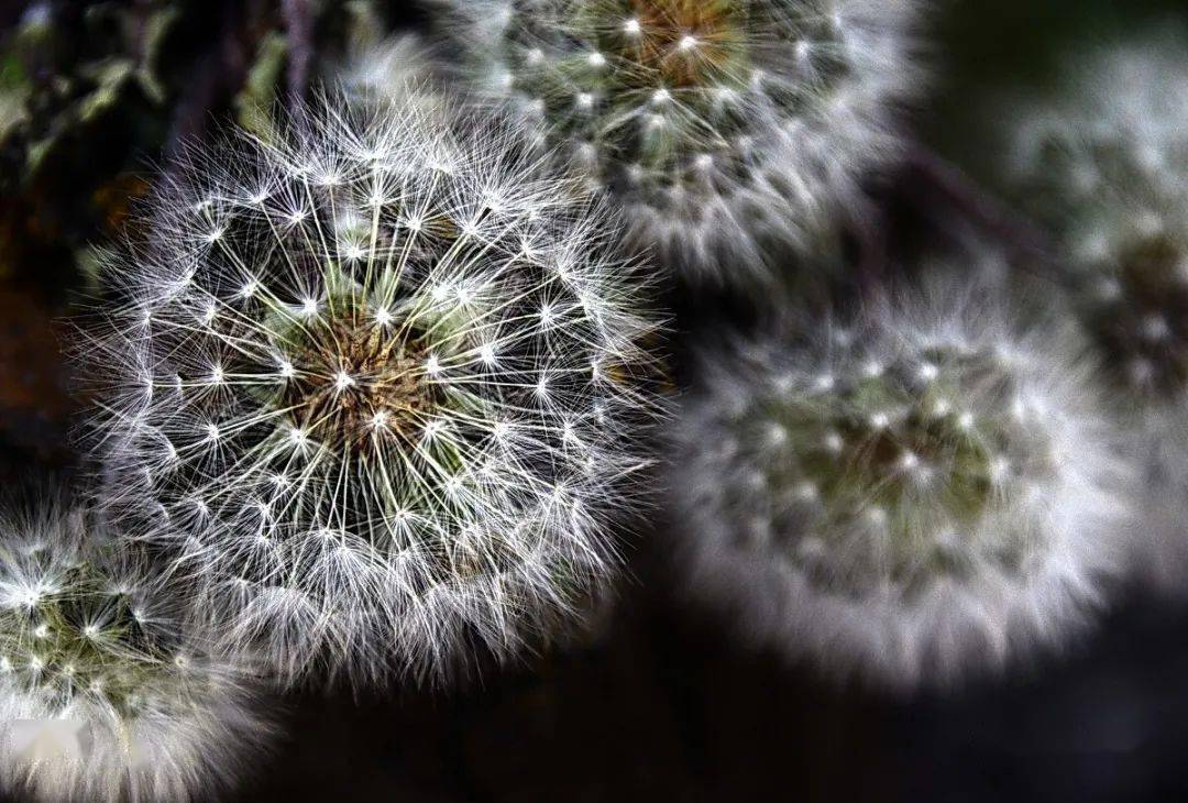 生命的延续韩香香