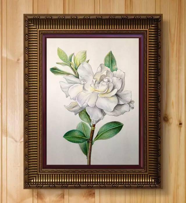 彩铅教程▏教你画:青春里的栀子花!